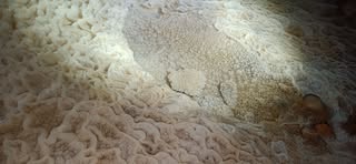 Bungonia for Duke of Ed event image